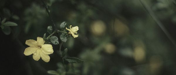 Close-up of white flowers blooming outdoors