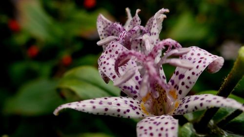 Close-up of purple iris flower