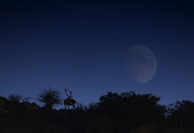 Silhouette of horse against sky at night