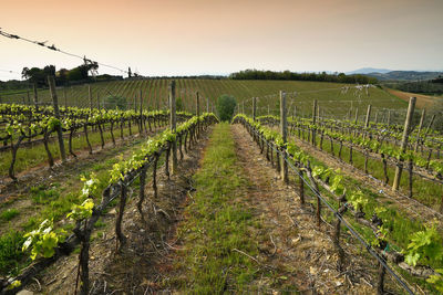 Scenic view of vineyard against sky