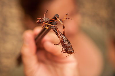 Close-up of insect on hand