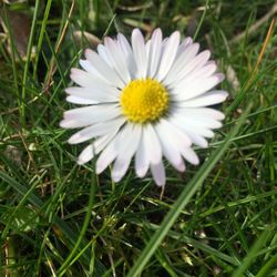 Close-up of white daisy blooming on field
