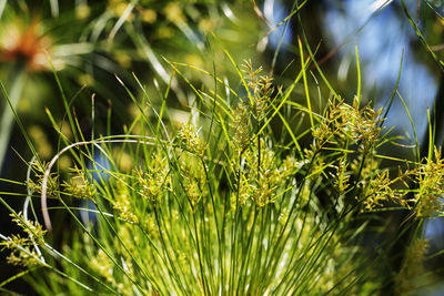 Impressive cluster of thin green stems of papyrus sedge -cyperus papyrus  , abstract effect 