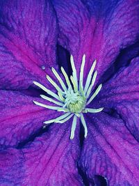 Close-up of purple flower blooming outdoors