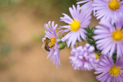 Close-up of bee pollinating on purple flower