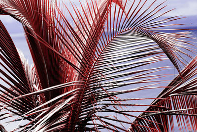 Low angle view of palm tree against sky