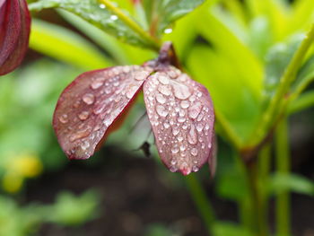 Close-up of water drops on leaves