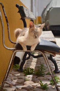 Cat sitting on a car