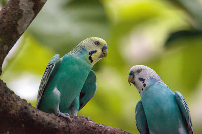 Close-up of birds perching on branch