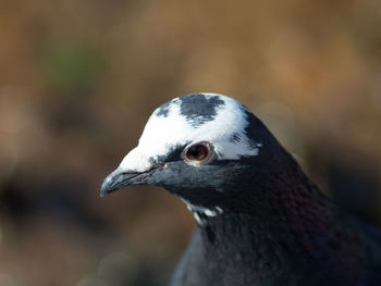 Close-up of pigeon