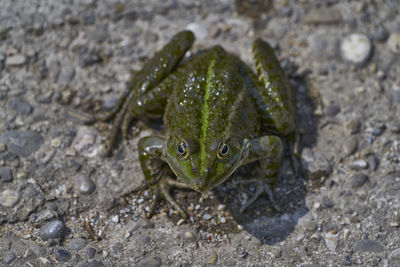 High angle view of frog on rock