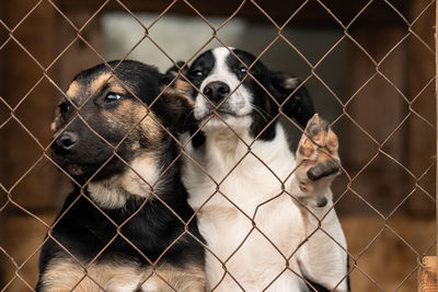 Dog seen through chainlink fence