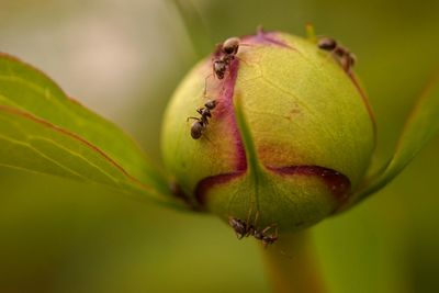 Close-up of green insect on leaf