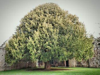 Trees growing in park