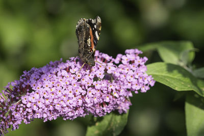 Close-up of butterfly pollinating on purple flower