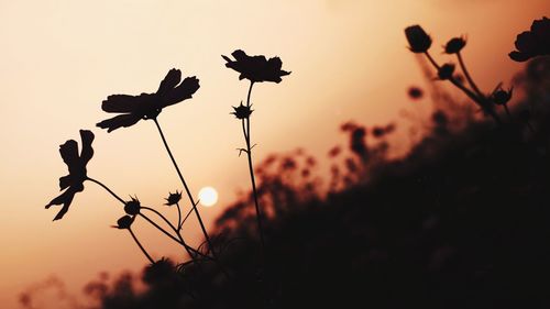 Low angle view of silhouette trees against sky at sunset