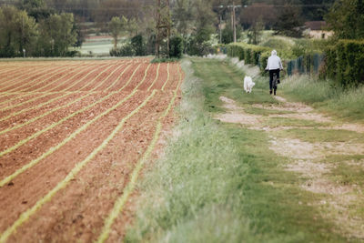 Person walking his dog along a field in spring