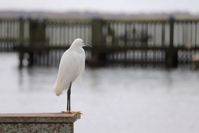 White egret standing on a wall overlooking water