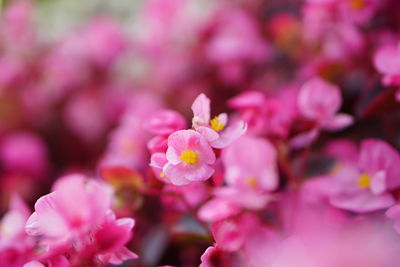 Close-up of pink flower