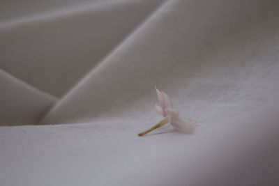 Close-up of pink flower