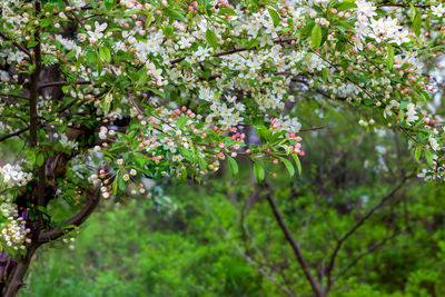 Close-up of flowering plant against trees