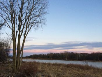 Bare trees on field against sky during winter