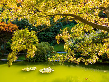 Trees by lake in forest