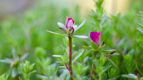 Close-up of pink flowering plant