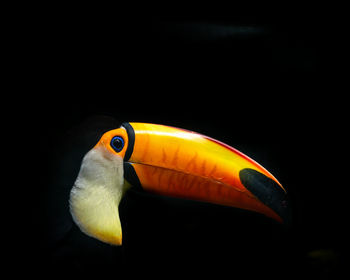 Close-up of bird against black background