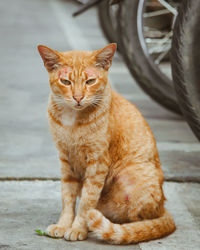 Portrait of cat sitting on a car