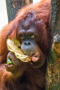 Close-up of a monkey in a forest