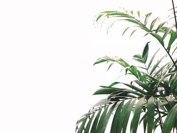 Low angle view of plant against clear sky