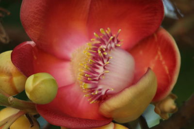 Close-up of pink flower