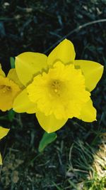 Close-up of yellow flower