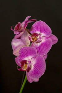 Close-up of pink orchid against black background