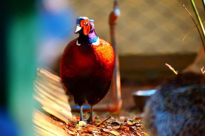 Close-up of a bird