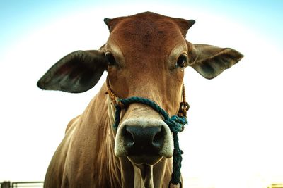 Close-up portrait of cow