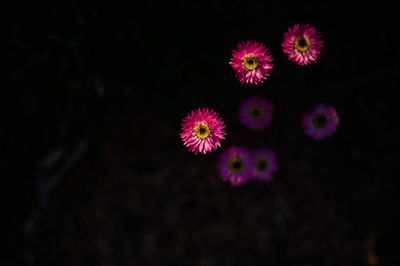 Close-up of pink flower against black background