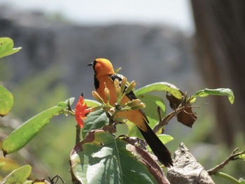 Close-up of insect perching on plant