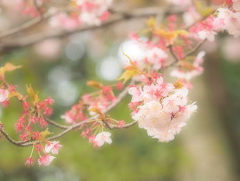 Close-up of pink cherry blossoms