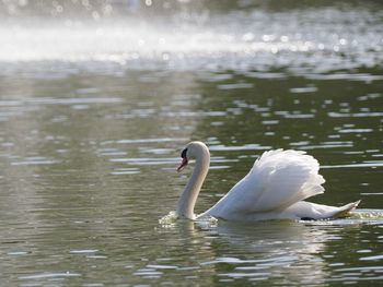 Swan swimming in lake