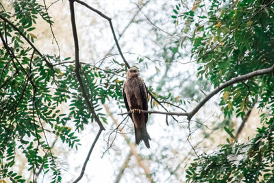 Low angle view of bird perching on tree in forest