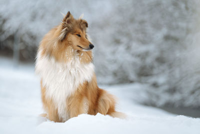 Hairy dog sitting on snow covered land
