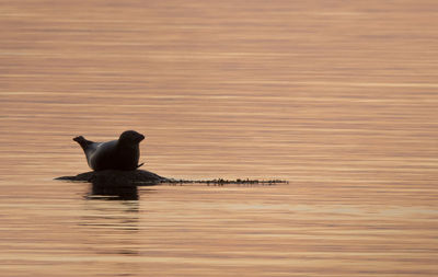 Duck swimming in a lake