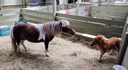 Horses in ranch