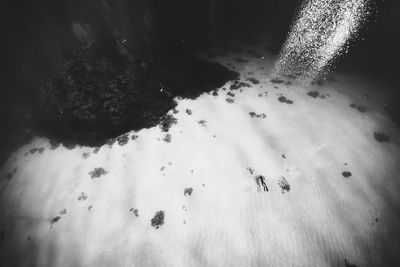 High angle view of fishes swimming in sea