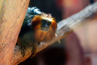 Low angle view of tamarin monkey sitting on branch