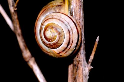 Close-up of snail