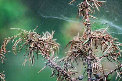 Close-up of wilted plant