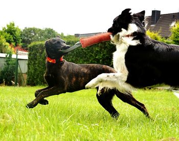 Dogs playing on grassy field